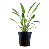 107 威力斯椒草 Cryptocoryne x willisii